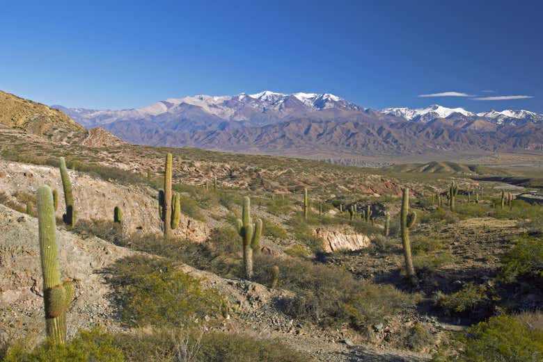 Parque Nacional de los Cardones 