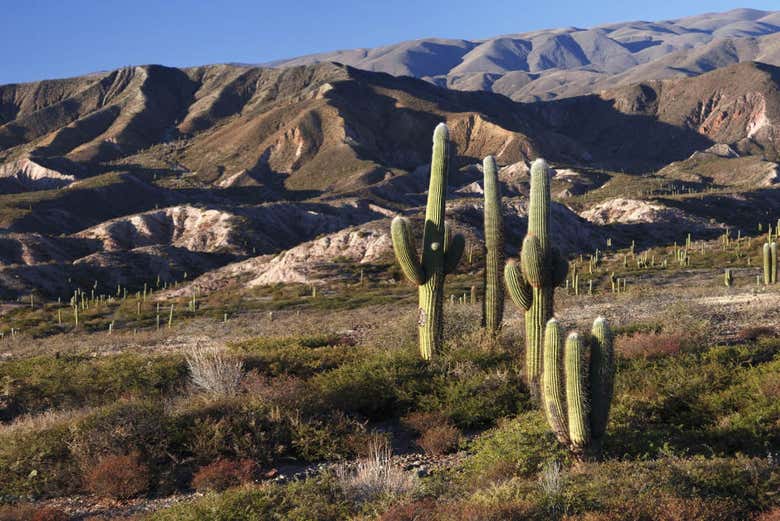 Parque Nacional de Los Cardones