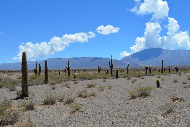 Paisagens do Parque Nacional de los Cardones 