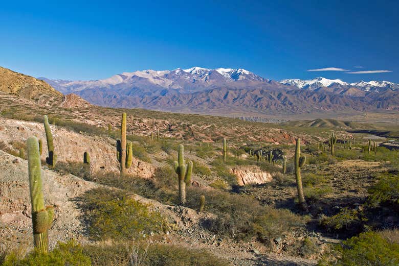 Parque Nacional de Los Cardones