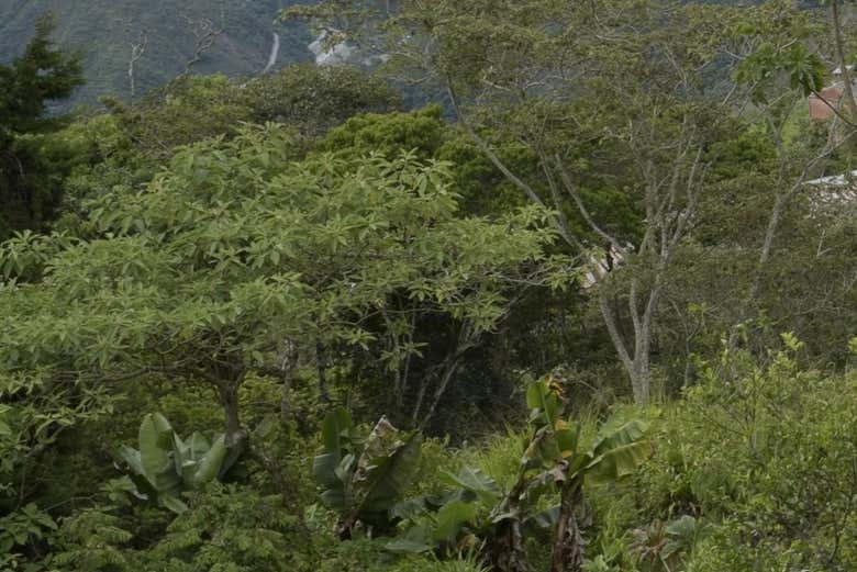 Escape the desert visit the lush jungle!