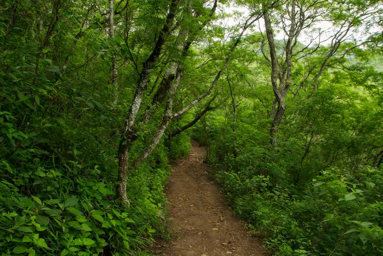Trails in the San Lorenzo Reserve