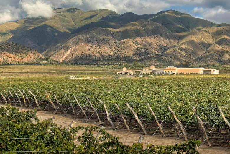 Viñedos de Cafayate