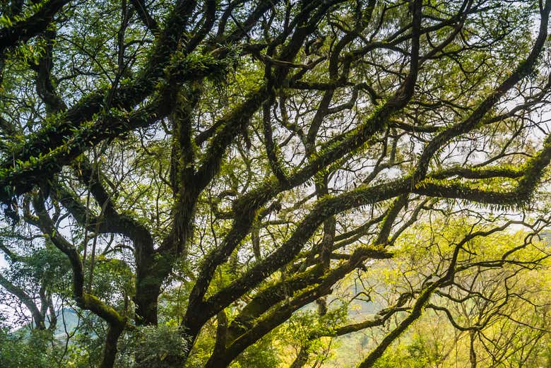 Immerse yourself in the beauty of nature