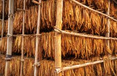 Tour del tabacco nella valle di Lerma