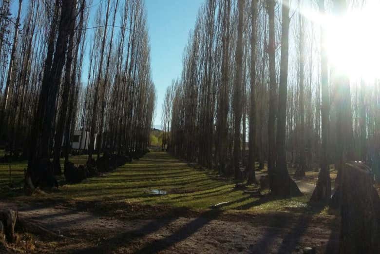 A forest in Jachal