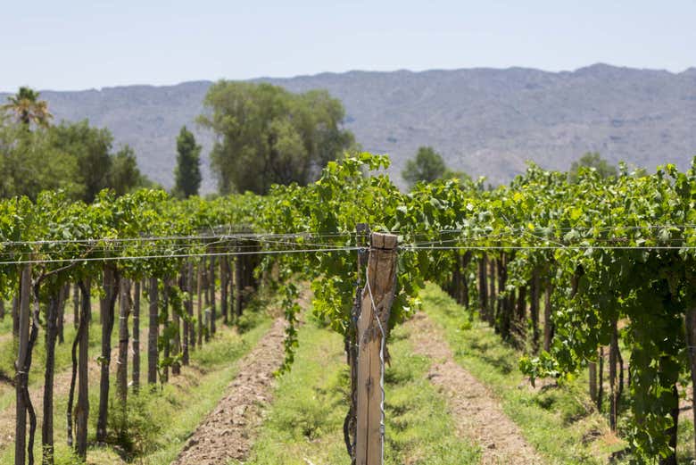 A vineyard in San Juan