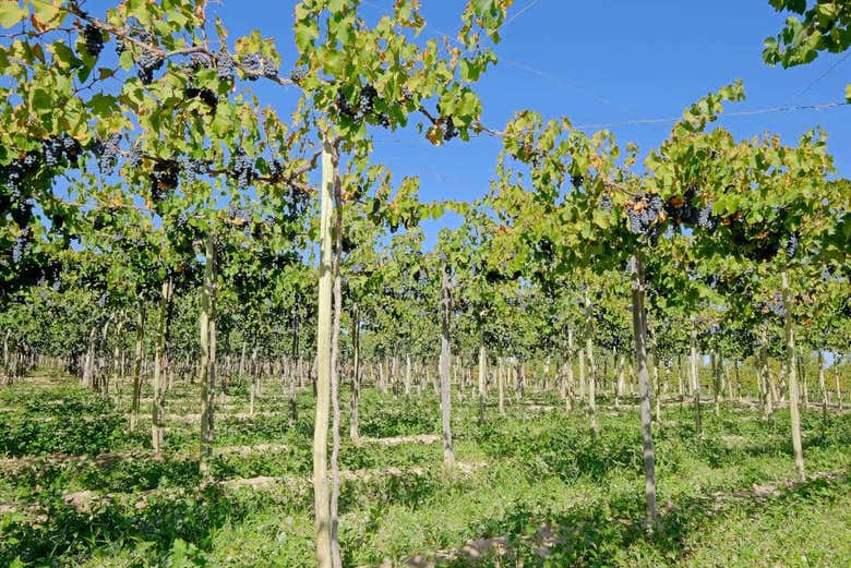 Cultivating argentine grapes in San Juan