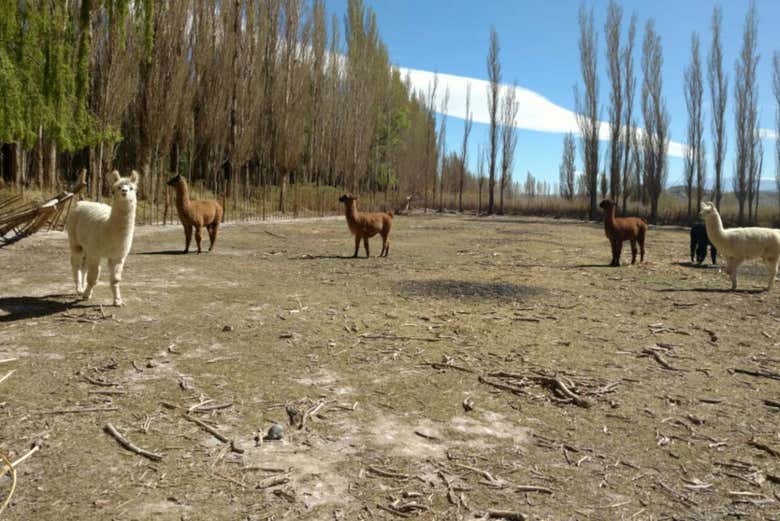 The wildlife of Jachal