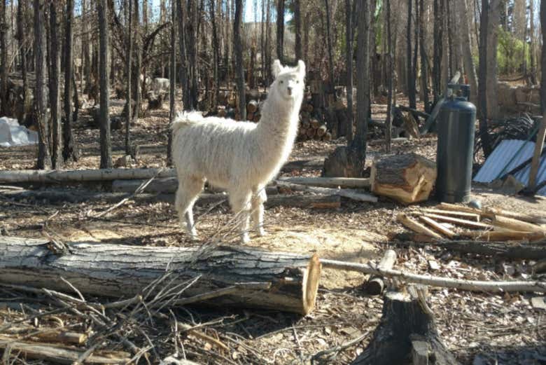 A llama in Jachal