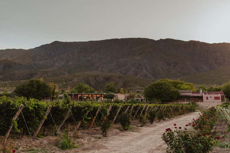 Les vignes de San Juan