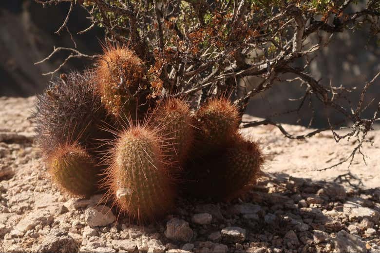La flora autóctona de la región árida de San Juan
