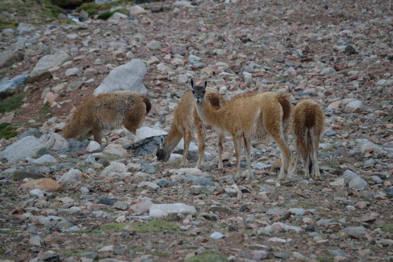 Los animales que nos encontraremos en la ruta