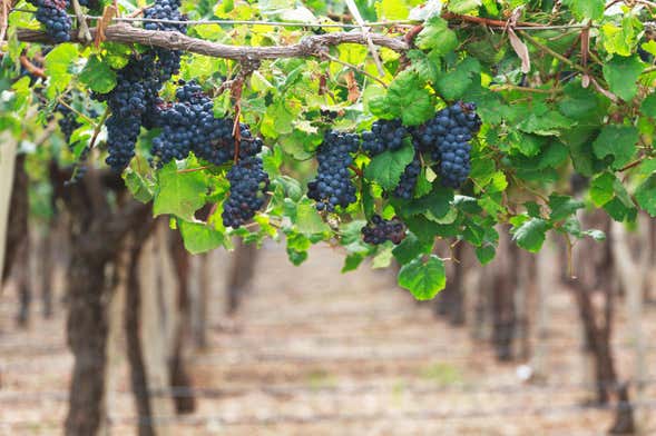 Tour de viñedos y bodegas por San Juan
