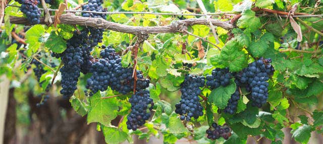 Route des vins à San Juan