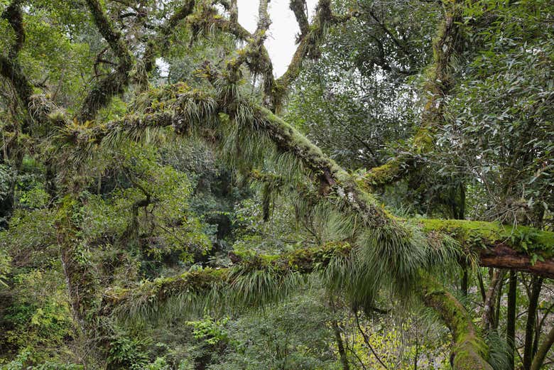 Nature of  San Lorenzo