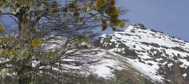Excursión a Cerro Chapelco + Mirador Arrayanes