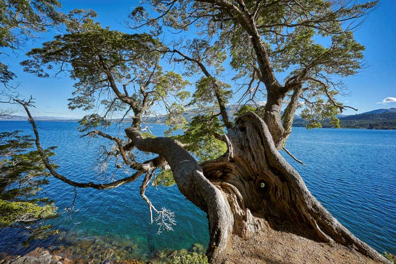 Bosque de Araucarias de Villa Pehuenia