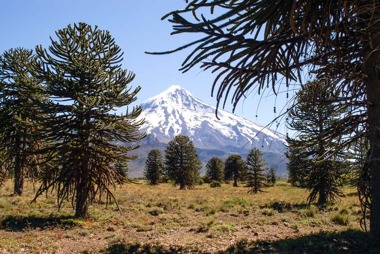 Araucaria forests next to the Lanín Volcano