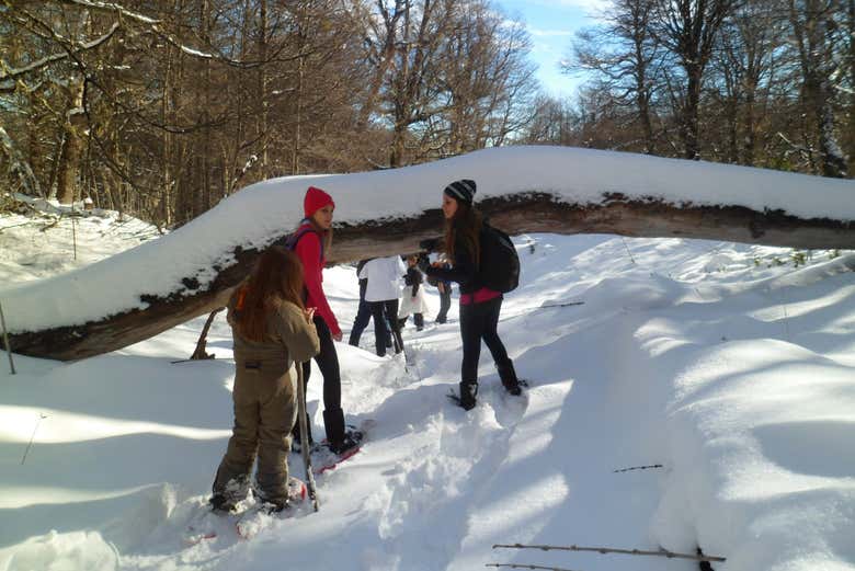 Paseando con raquetas de nieve por un bosque nativo