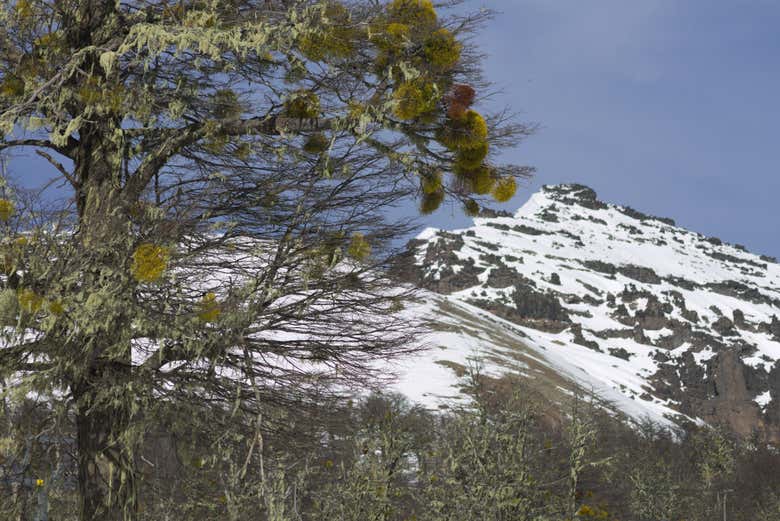 Paisajes del cordón de Chapelco