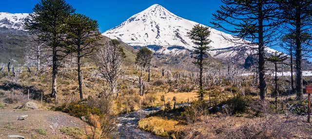 Trekking por el volcán Lanín