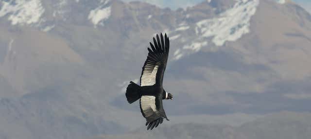 Avistamiento de cóndores en Tafí del Valle