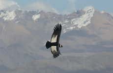 Avistamento de condores em Tafí del Valle