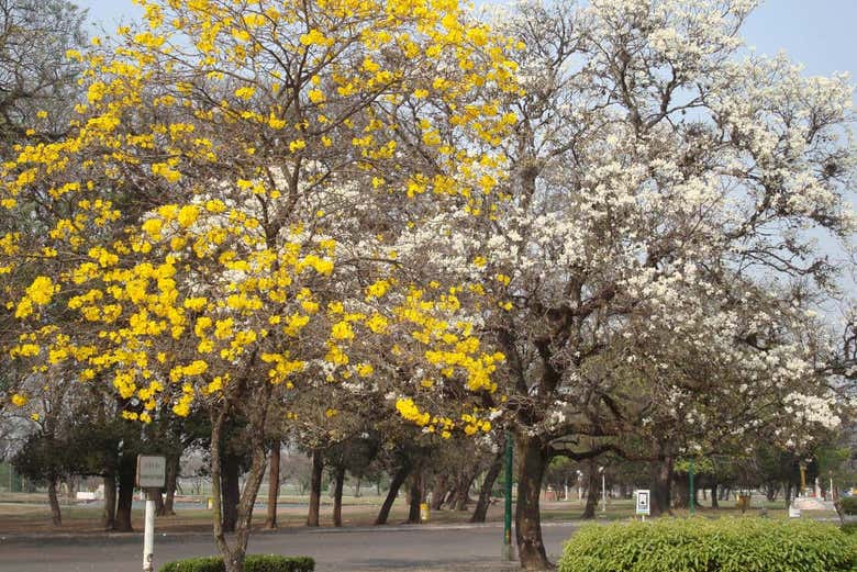 Árboles del Parque 9 de Julio