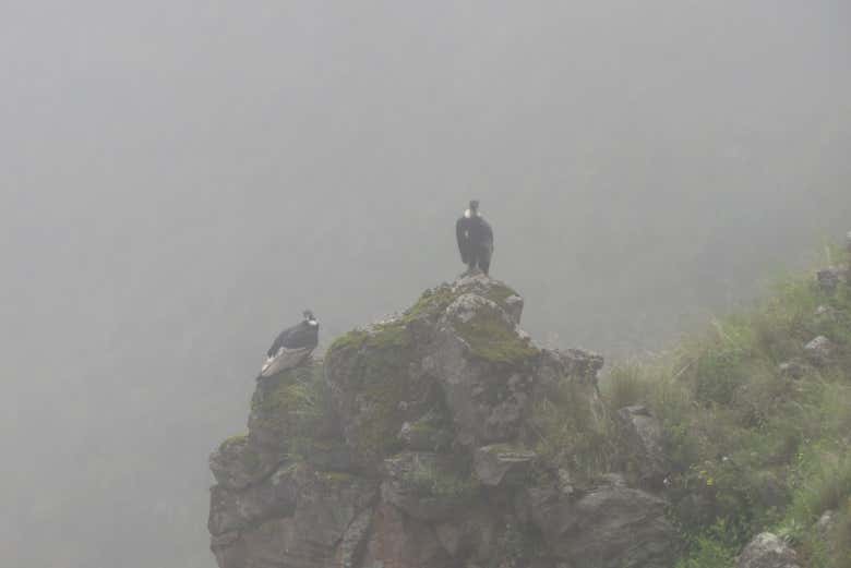 Deux condors des Andes au repos