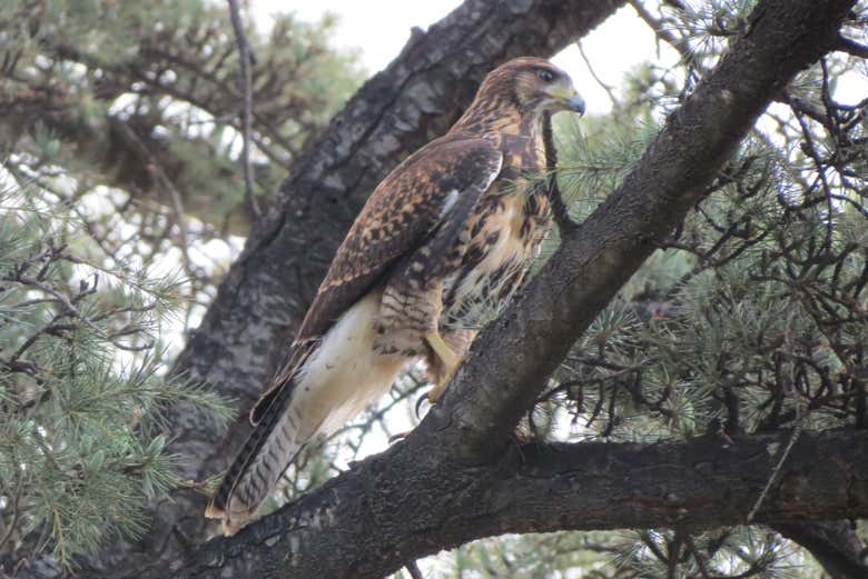 Águila mora juvenil, otra ave que podremos apreciar