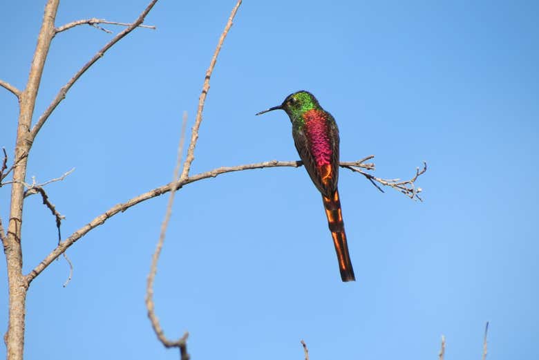 Comète colibri dans les environs de Tafí del Valle