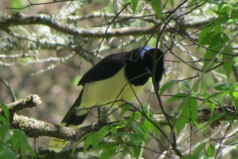 Un spécimen de pie de Tucuman