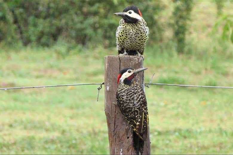 Pic royal de la région de Tucuman