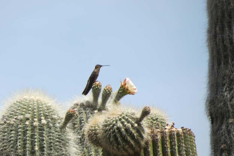 Colibri géant parmi les cactus