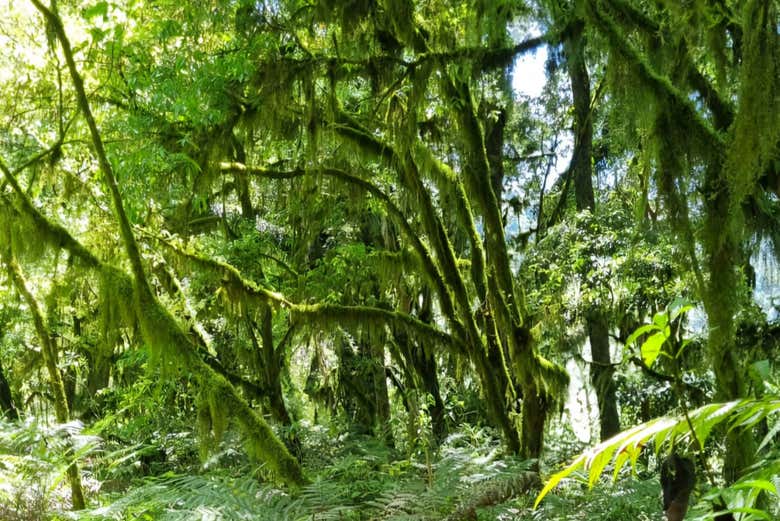 Immerse yourself in the dense forest vegetation