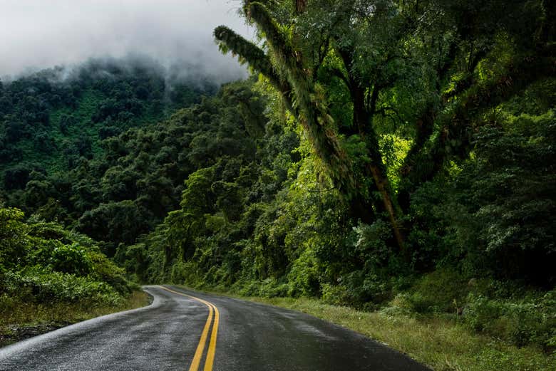Camino de la Quebrada de Los Sosa, selva de Yungas