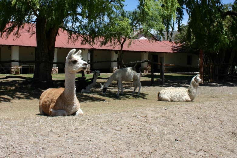 Fauna de Tafí del Valle