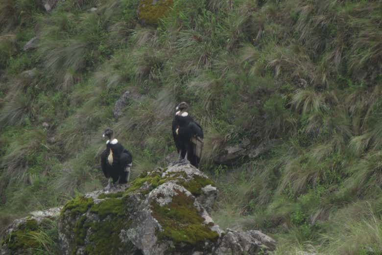 See condors if you're lucky!