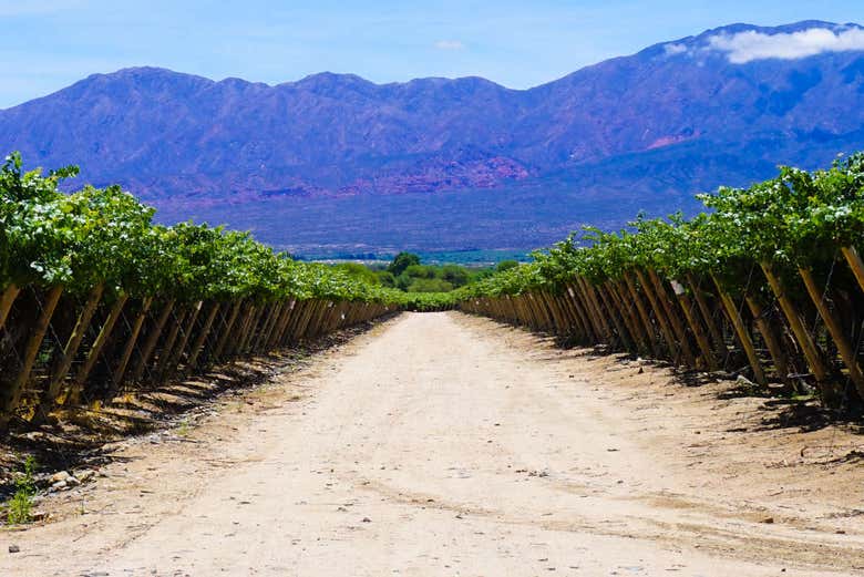 I vigneti di Cafayate