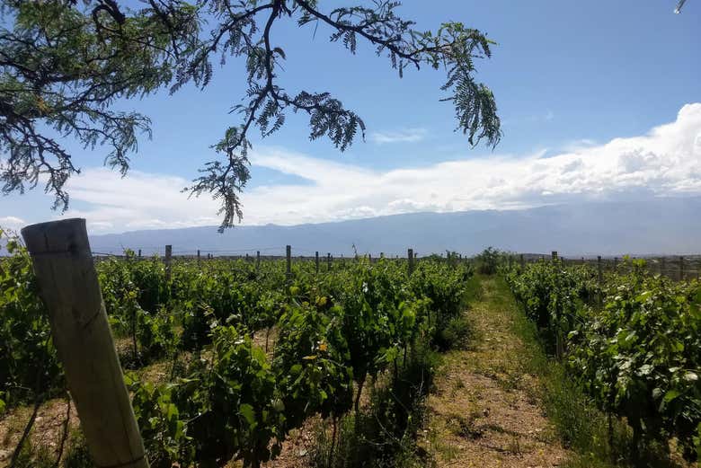 Paseando entre viñedos en la visita a la bodega