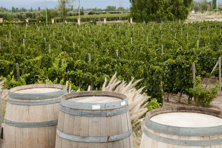 Campos de vinhas