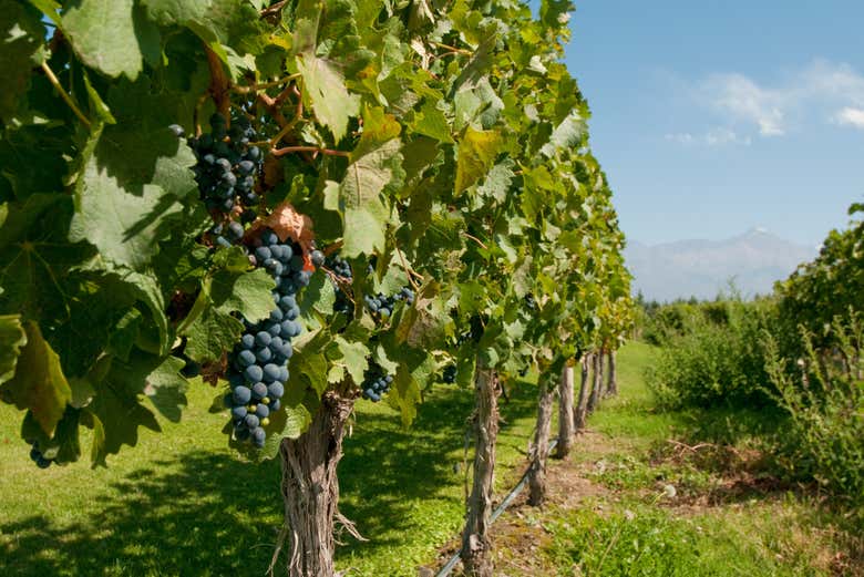 Uvas de San Rafael