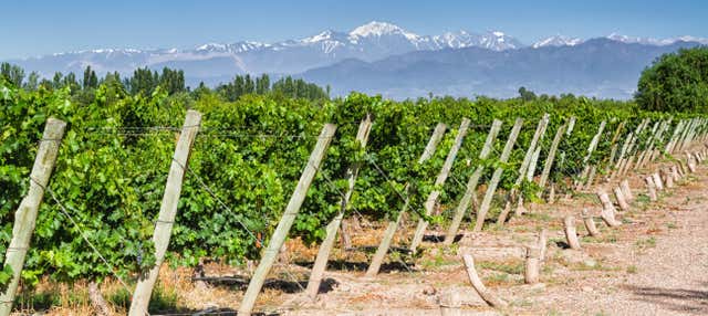 Tour de viñedos y bodegas por San Rafael