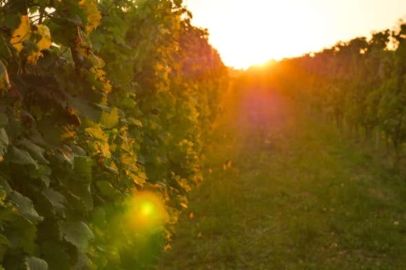 Visite de la bodega La Mansa Wine States