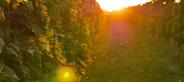 Visita à vinícola La Mansa Wine States