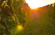 La Mansa Wine States Winery Visit
