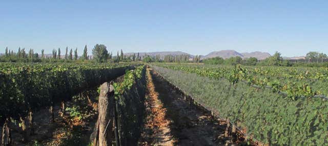 Visita às vinícolas Limbo e Fow