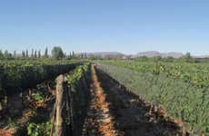 Visita alle cantine Limbo e Fow