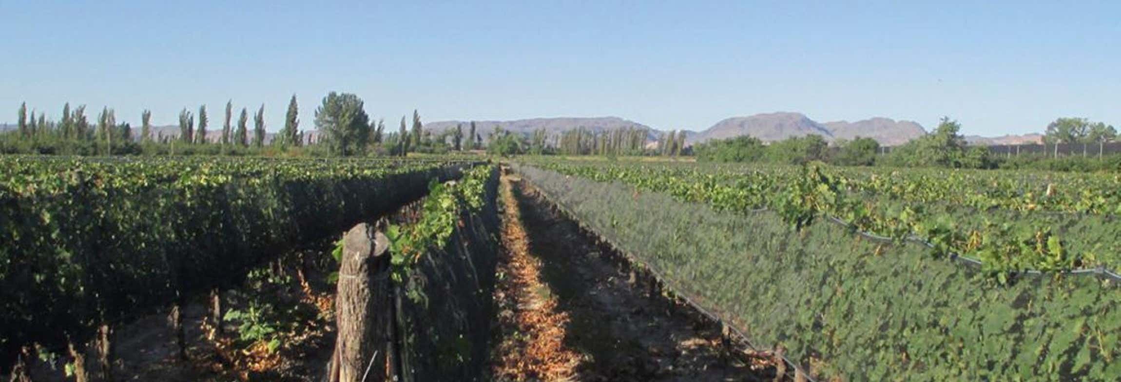 Gastronomia e enoturismo em San Rafael